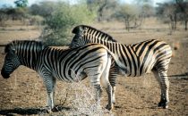 Zebras in Kruger Park, South Africa