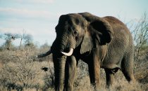 alter Elefantenbulle im Kruger-Park, Südafrika