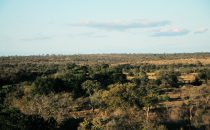typical landscape of Kruger Park, South Africa