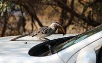 Gelbschnabeltoko Kruger Park, Südafrika
