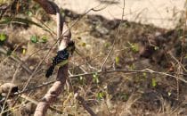 Crested Barbet Kruger Park, South Africa