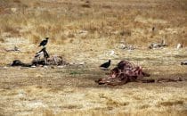 Golden Gate Highlands National Park - Vulture's Restaurant, Namibia ©Woitscheck