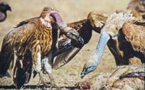 Golden Gate Highlands National Park - Vulture's Restaurant, Namibia © Woitscheck