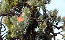 Protea tree at the Mehloding Trail ©Woitscheck