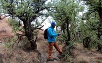 Mehloding Trail – Guide ©Woitscheck
