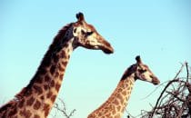 Hluhluwe-Imfolozi - Giraffes, South Africa