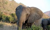 Hluhluwe-Imfolozi - Elephant, South Africa