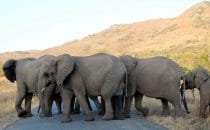 Hluhluwe-Imfolozi - Elephants, South Africa