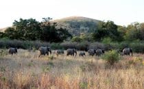 Hluhluwe-Imfolozi - Elefanten, South Africa