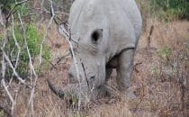 Hluhluwe-Imfolozi - White rhino, South Africa
