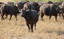Hluhluwe-Imfolozi - Büffelherde, Südafrika