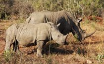 Hluhluwe-Imfolozi - White rhino, mother and child, South Africa