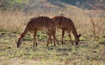 Hluhluwe-Imfolozi - Lesser kudus, South Africa