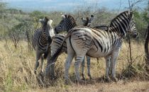 Hluhluwe-Imfolozi - Zebras, South Africa