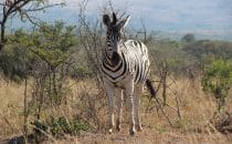 Hluhluwe-Imfolozi - Zebra, South Africa