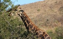 Hluhluwe-Imfolozi - Giraffe nah, South Africa