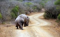 Hluhluwe-Imfolozi - Rhinos by the roadside, South Africa