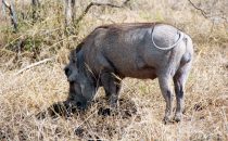 Hluhluwe-Imfolozi - Warthog, South Africa