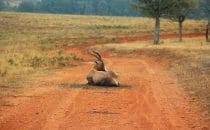 Hluhluwe-Imfolozi - Nyala, South Africa