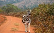 Hluhluwe-Imfolozi - Zebra, Südafrika