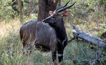 Hluhluwe-Imfolozi - Nyala, South Africa