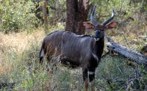 Hluhluwe-Imfolozi - Nyala, Südafrika