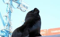 in the port of Valparaíso, Chile © Bertram Roth