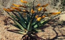 flowering aloe, Swaziland