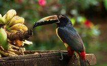 collared aracari, © La Carolina Lodge, Costa Rica