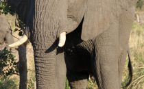 Elephant, Kruger Park, South Africa