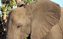 Elephant, Kruger Park, South Africa
