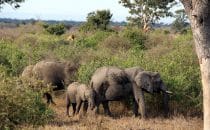 Elephants, Kruger Park, South Africa