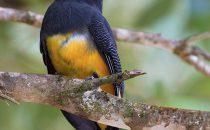 Trogon caligatus, © La Carolina Lodge, Costa Rica