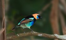 golden hooded tanager, © La Carolina Lodge, Costa Rica