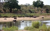 Flusspferde Kruger Park, Südafrika