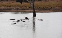 Hippos, Kruger Park, South Africa