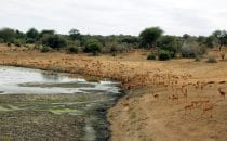 Impalas, Kruger Park, South Africa
