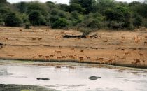 Impalas, Kruger Park, South Africa