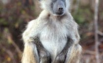 young Baboon in Kruger Park, South Africa