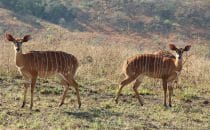 Hluhluwe-Imfolozi - Lesser kudus, South Africa
