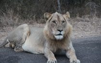Löwe Kruger Park, Südafrika