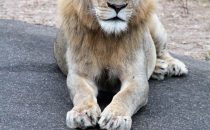 Löwe Kruger Park, Südafrika