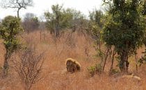 Lions, Kruger Park, Südafrika