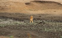 Lioness Kruger Park, South Africa