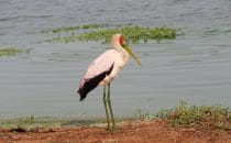 Nimmerstt-Storch Kruger Park, Südafrika
