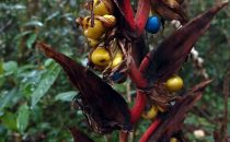 heliconia with fruits, Colombia
