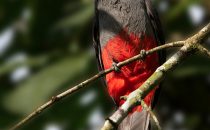 Slaty-tailed Trogon, © La Carolina Lodge, Costa Rica