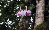 Tierradentro - Orchids, Colombia