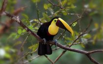 Toucan, © La Carolina Lodge, Costa Rica