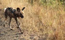 Hluhluwe-Imfolozi - rare sight, wild dog, South Africa